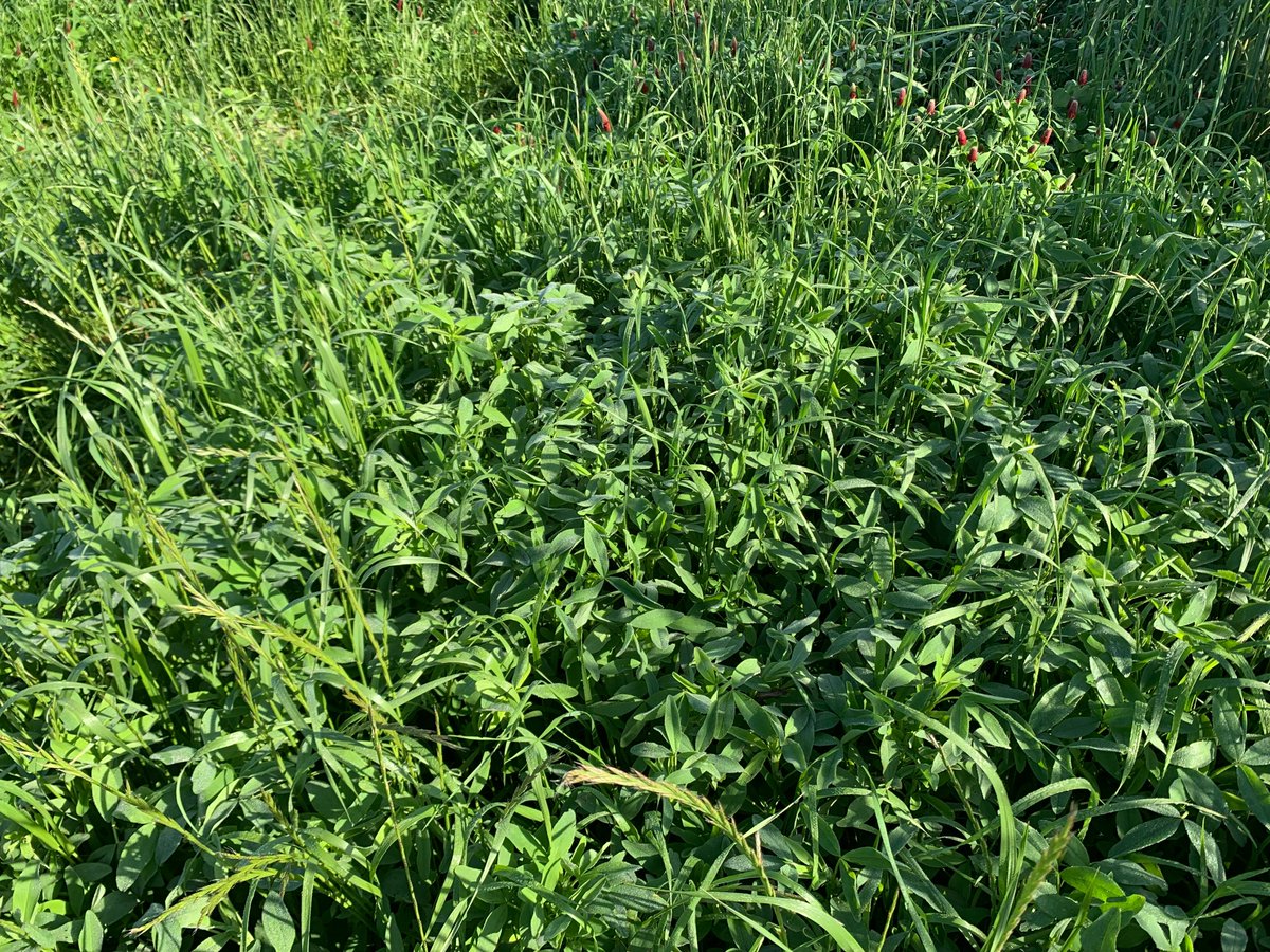 SouthernCoverCropsCouncil tweet media