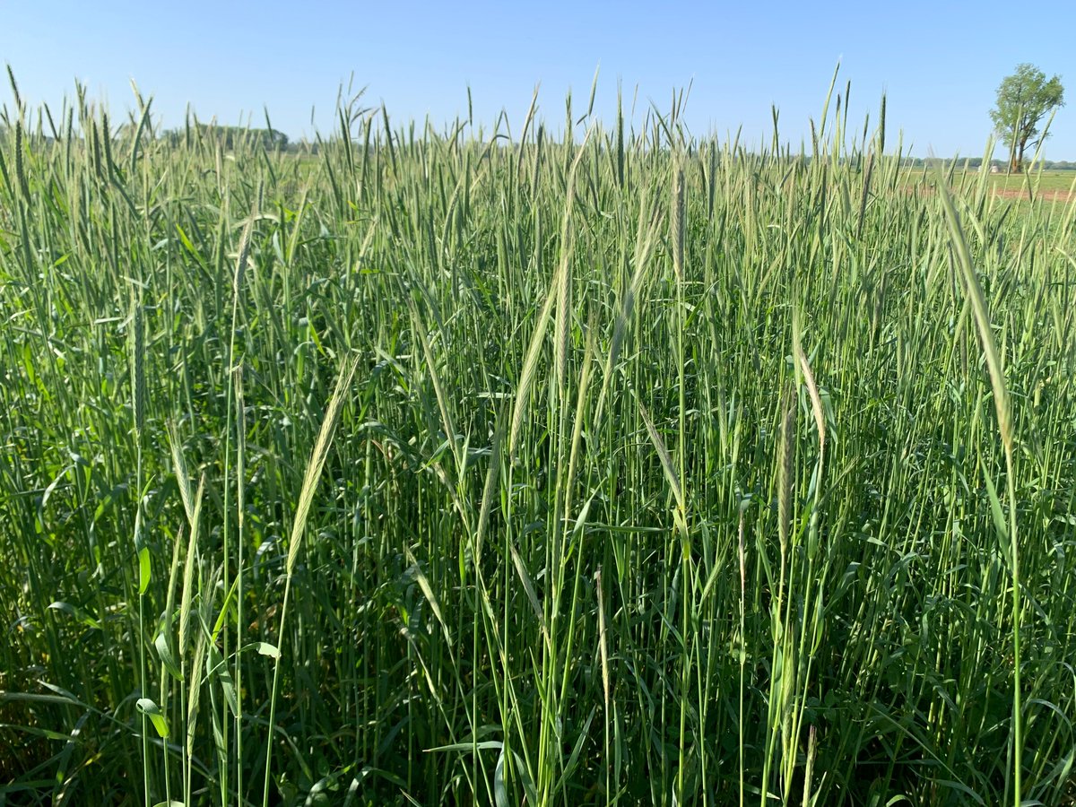 SouthernCoverCropsCouncil tweet media