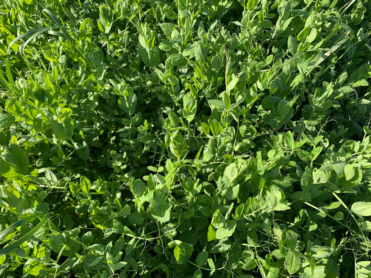 SouthernCoverCropsCouncil tweet media