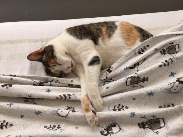 Bruizer8's tweet photo. My four-legged friend and I are the newest members of the #FurBuddies Community! 🐶 🐱They'll sample free pet products while I share my reviews. So excited! 😻 Join me to connect with other pet parents, sample #FreePetProducts, and more. #ad https://t.co/uwvl7nvHqL https://t.co/nDq3KBpkQL