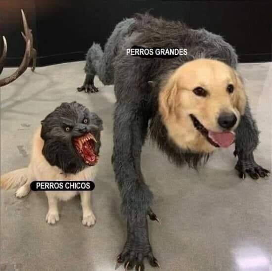 DiloConPerritos's tweet photo. Sí son 😂 https://t.co/0NZr1CfPO1