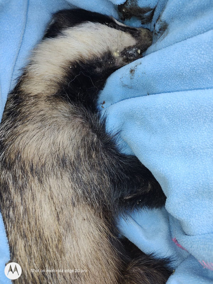 SMBG21_'s tweet photo. This gorgeous girl was POISONED!
Regardless as to whether intentionally or the poison ended up in her food chain, IT IS NOT OKAY!
She cried, she suffered!
PLEASE, PLEASE DO NOT USE RAT POISON
Huge thanks & big hugs go to the 3 volunteers who attended the call ππ¦‘
#Badgers https://t.co/K8nYytZVns