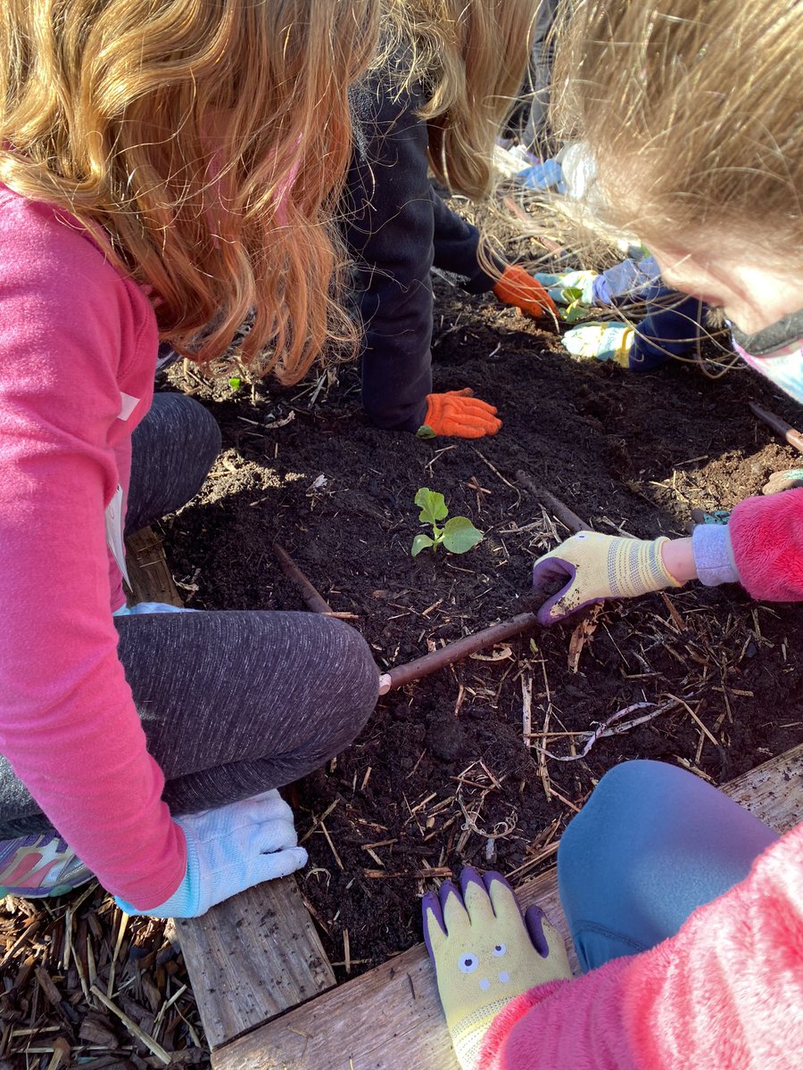 LPESGardenClub's tweet photo. Lots of good things growing in the garden this morning! Cantaloupe, tomatoes, corn and cucumbers going in today. Thank you to all the wonderful garden helpers. 🌱 #gardenclub #GardeningTwitter #wcpssgardens https://t.co/7BwlZ4Yf14