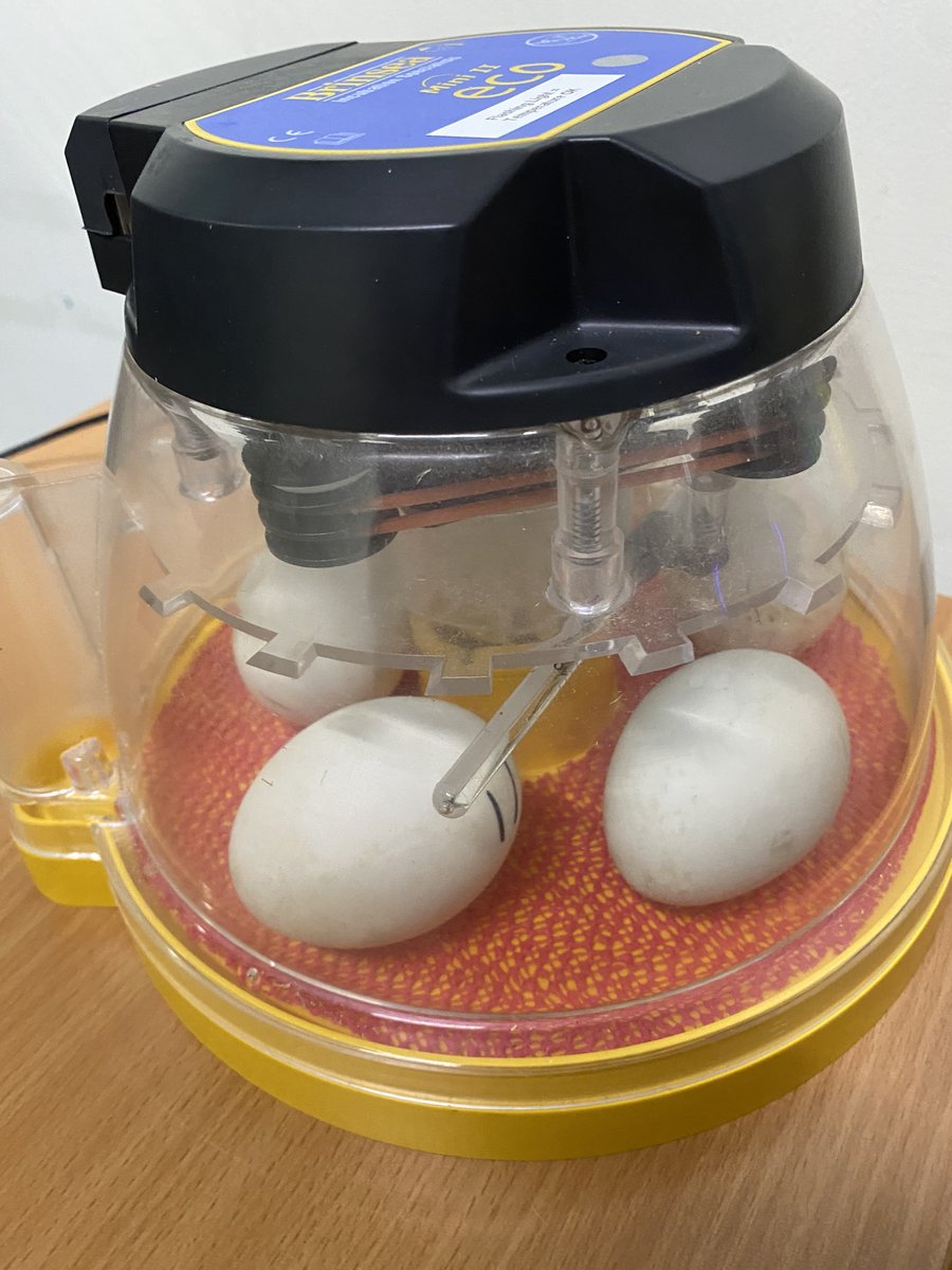 RLHSScience's tweet photo. The Science department have welcomed 5 duckling eggs to the school, which are currently incubating. You can watch live here: https://t.co/IrlL8tSpBo

Hatch date: Thur 21/04/22

Egg-citing times!

@RicardsTweets @RicardsSTEAM https://t.co/A4Zq8dcGVv