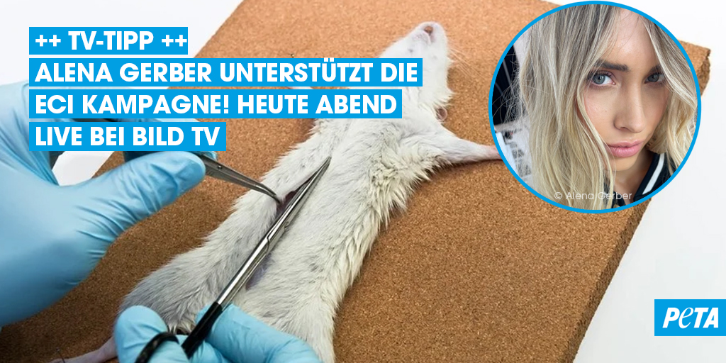 Topmodel und Tierfreundin Alena Gerber unterstützt die ECI Kampagne! Heute Abend live bei BILD TV in der Sendung „viertel nach acht“. 
 🙌 💙 bild.de/tv/mediathek/v…