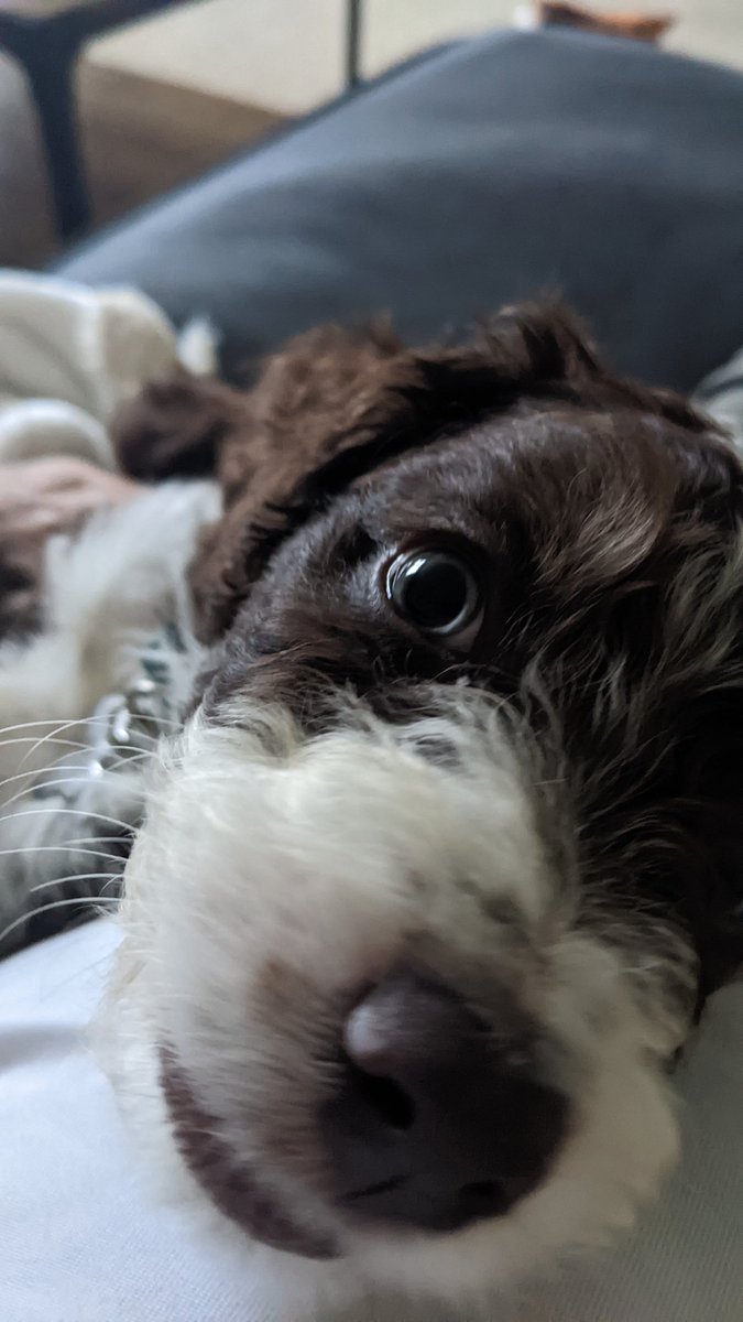 EdwinDC01's tweet image. Trying to read @KirkHerbstreit's book while the eleven year old's Easter gift has other ideas