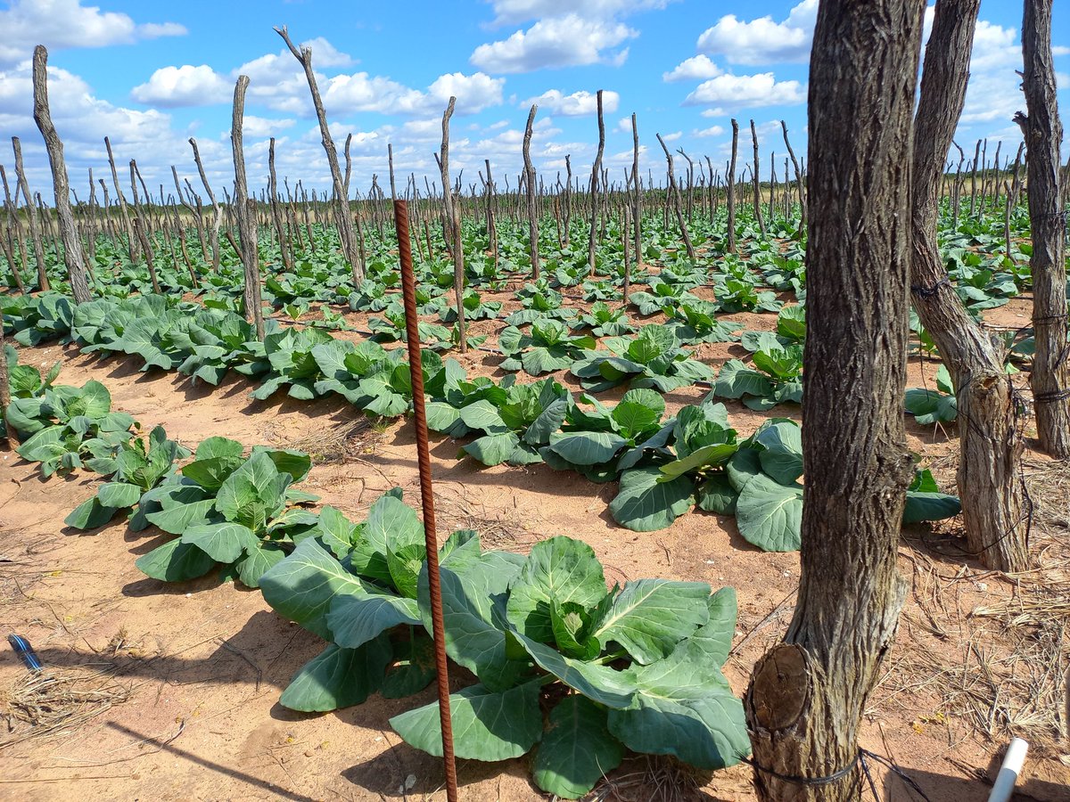 PosterBW's tweet photo. Trying cabbage for the first time with 7,000 heads in a quarter hectare! #FarmingBW https://t.co/JPjSBTueO2