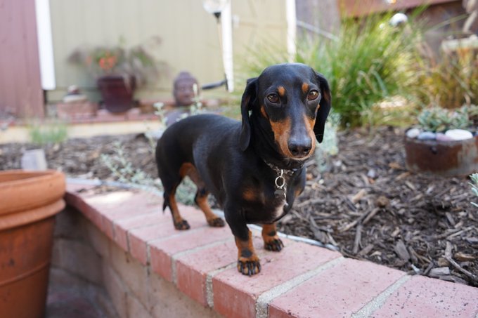 Otis didn&rsquo;t feel like coming outside for the photo shoot 😘 https://t.co/Y7W5KK4Azl