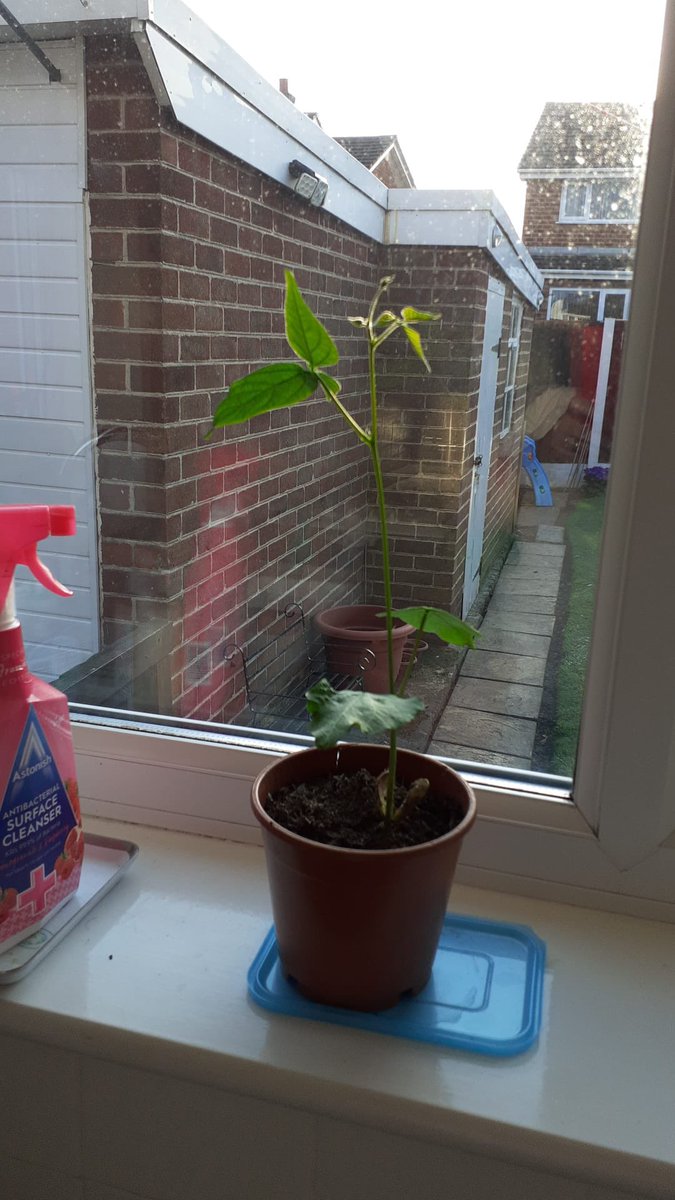 Faybiex's tweet photo. @stelizcpr rubys nanny is looking after her plant 🪴 she thinks it could be a tree 😂 https://t.co/XWZYICj2iu