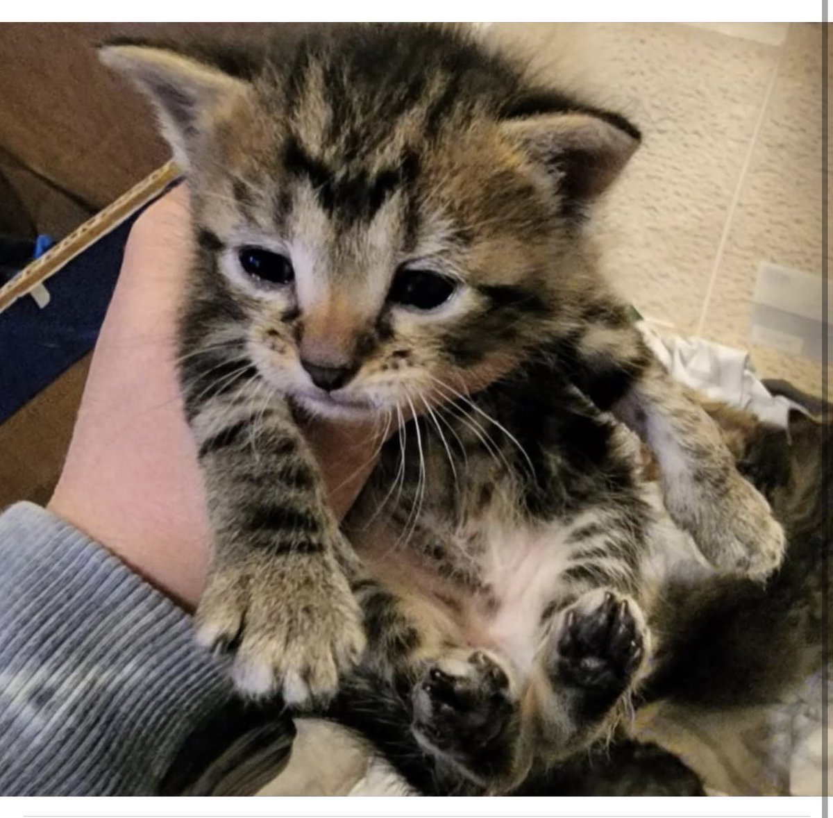 look at this cute little baby i get to pick up next month