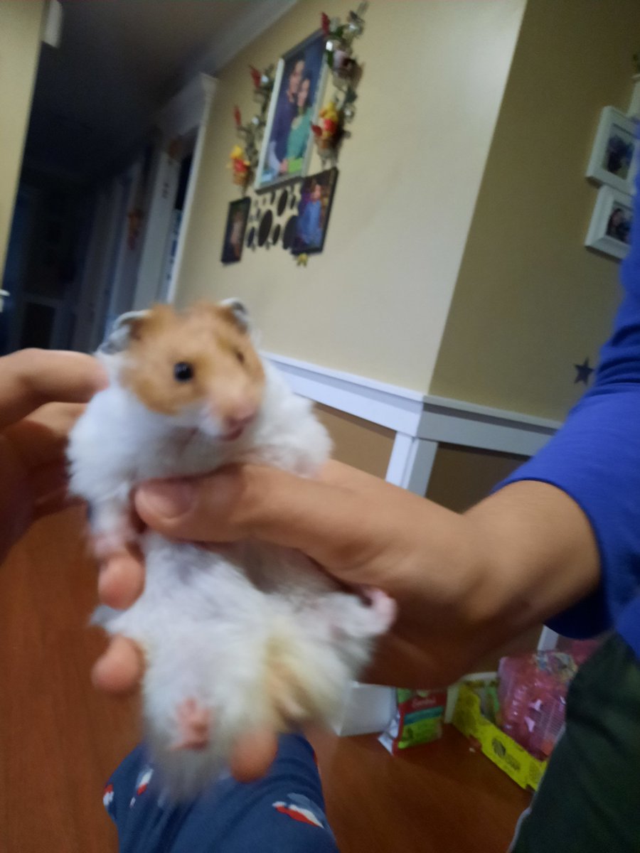 ddap7860's tweet photo. Our cute little HAMSTER https://t.co/ONP0pwNQU6