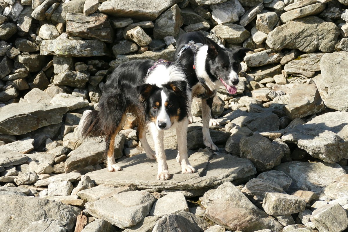 colliefullife's tweet photo. Back to the #Munros today after a break of more than a year and a half! Not a new one for me or Moss though, this is the third time up Ben Chonzie for both of us but it is Zena's 24th Munro.
#DogsOfTwitter #BorderCollies #Hilldogs https://t.co/Eg6vEMWehY