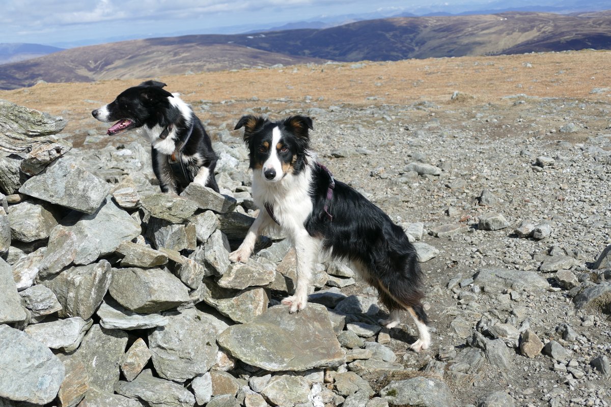 colliefullife's tweet photo. Back to the #Munros today after a break of more than a year and a half! Not a new one for me or Moss though, this is the third time up Ben Chonzie for both of us but it is Zena's 24th Munro.
#DogsOfTwitter #BorderCollies #Hilldogs https://t.co/Eg6vEMWehY