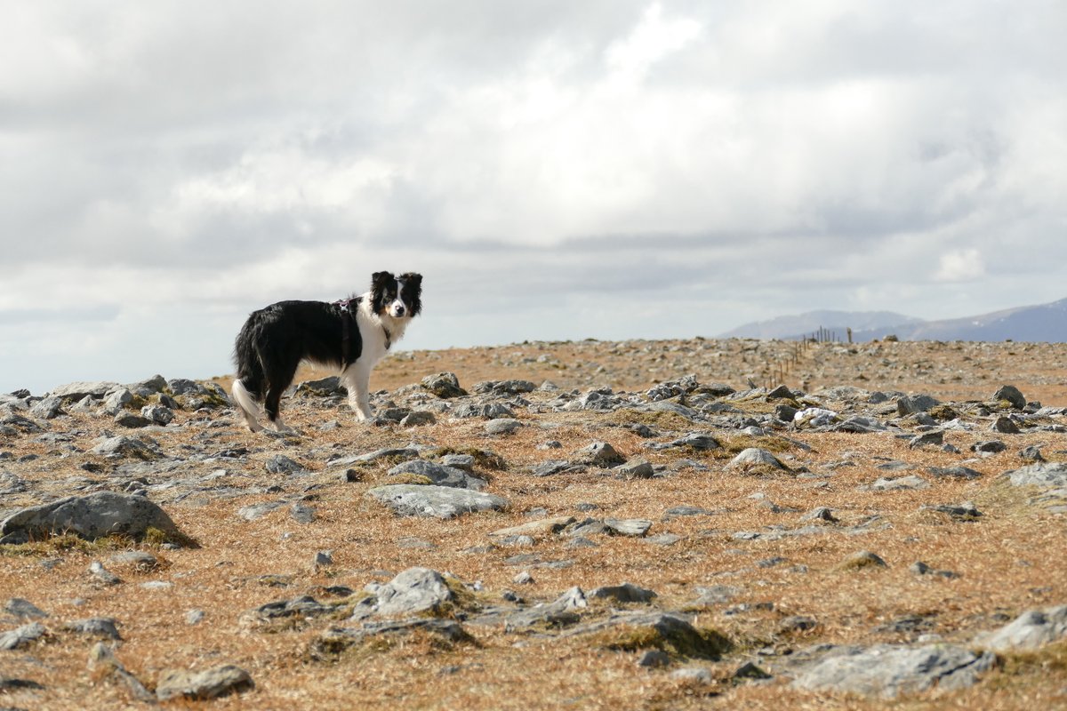 colliefullife's tweet photo. Back to the #Munros today after a break of more than a year and a half! Not a new one for me or Moss though, this is the third time up Ben Chonzie for both of us but it is Zena's 24th Munro.
#DogsOfTwitter #BorderCollies #Hilldogs https://t.co/Eg6vEMWehY