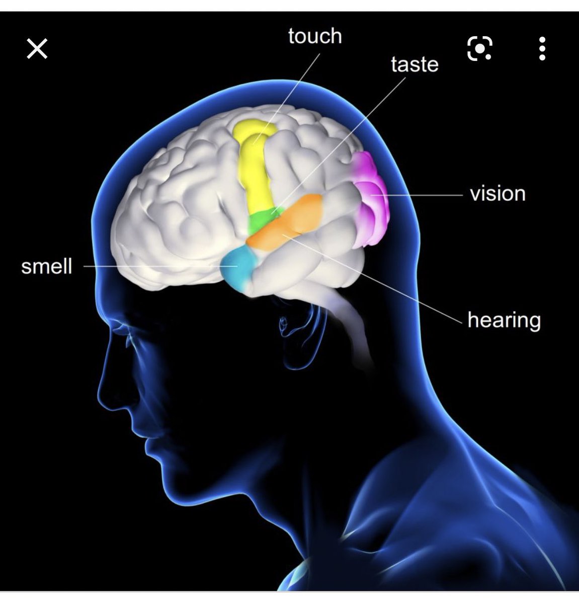 EbonyJHilton_MD's tweet photo. Losing sense of Taste &amp; Smell…
Them: Oh, that’s mild

Losing sense of Sight &amp; Hearing…
Them: Oh, that’s bad

Show me on this map which part of YOUR brain you would be willing to sacrifice. Losing 2 of your 5 senses is NOT mild in any combination. #LongCOVID https://t.co/GK8lJw5yrX