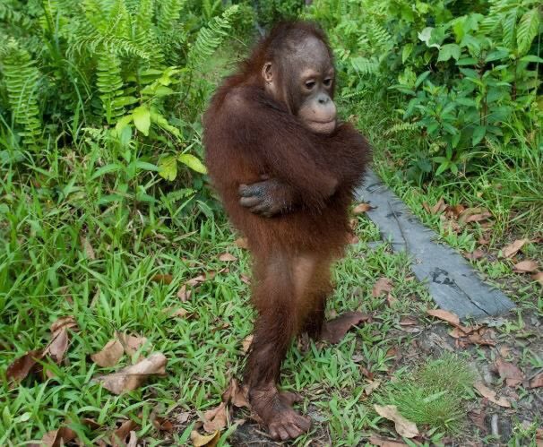 Animals can make you laugh tweet media