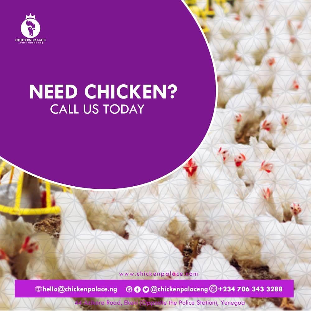 ChickenPalaceNG's tweet photo. Are you in Yenagoa? 
Do you enjoy fresh chickens?
Say no to stress this week.
Let us deliver fresh chicken and eggs to your home.

#chickenplug #chickenfriedrice #chickenpalalace #chicken #yenagoavendor #yenagoa #food https://t.co/QxUPbBa95C