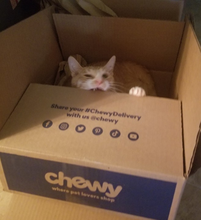 avocadocreation's tweet photo. @Chewy Thank you for the awesome toy 😃 #chewydelivery https://t.co/rSag1fkyXK