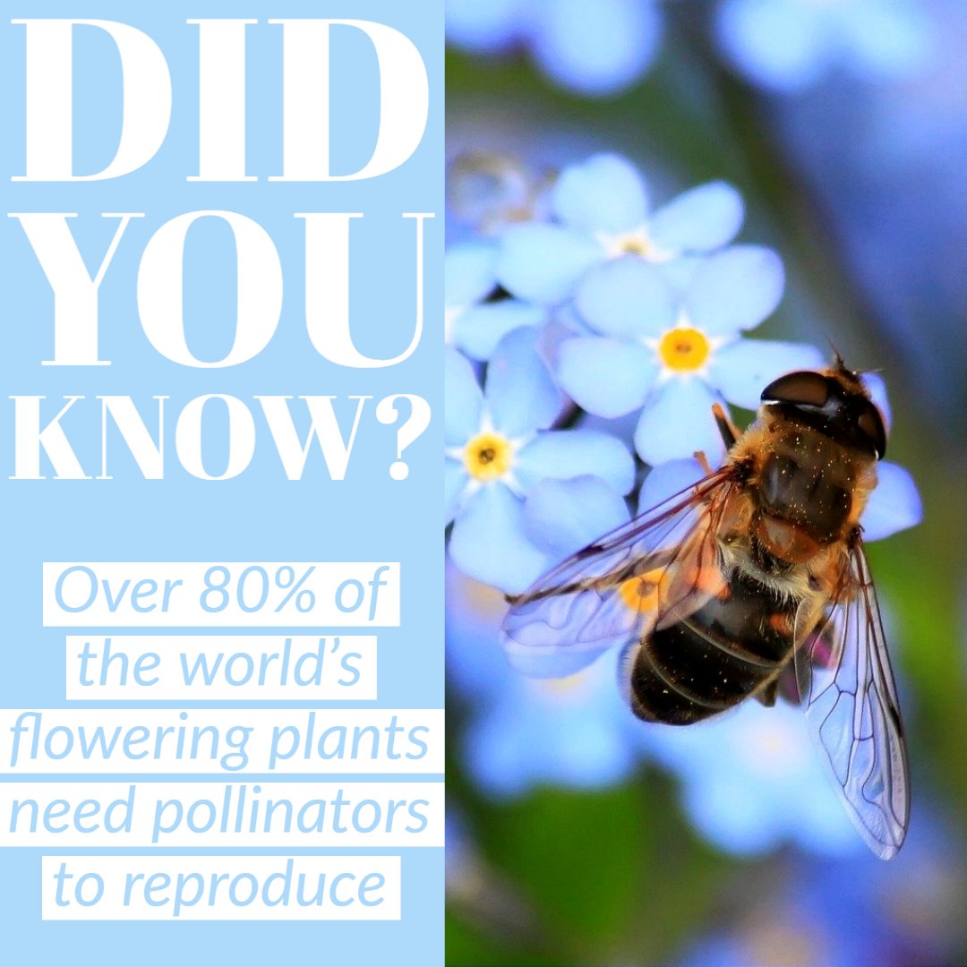 Did you know over 80% of the world’s flowering plants need pollinators to reproduce? Bees pollinate around 75% of the fruits, nuts and vegetables we grow, carrying our food system by buzzing from flower to flower. #SaveTheBees
