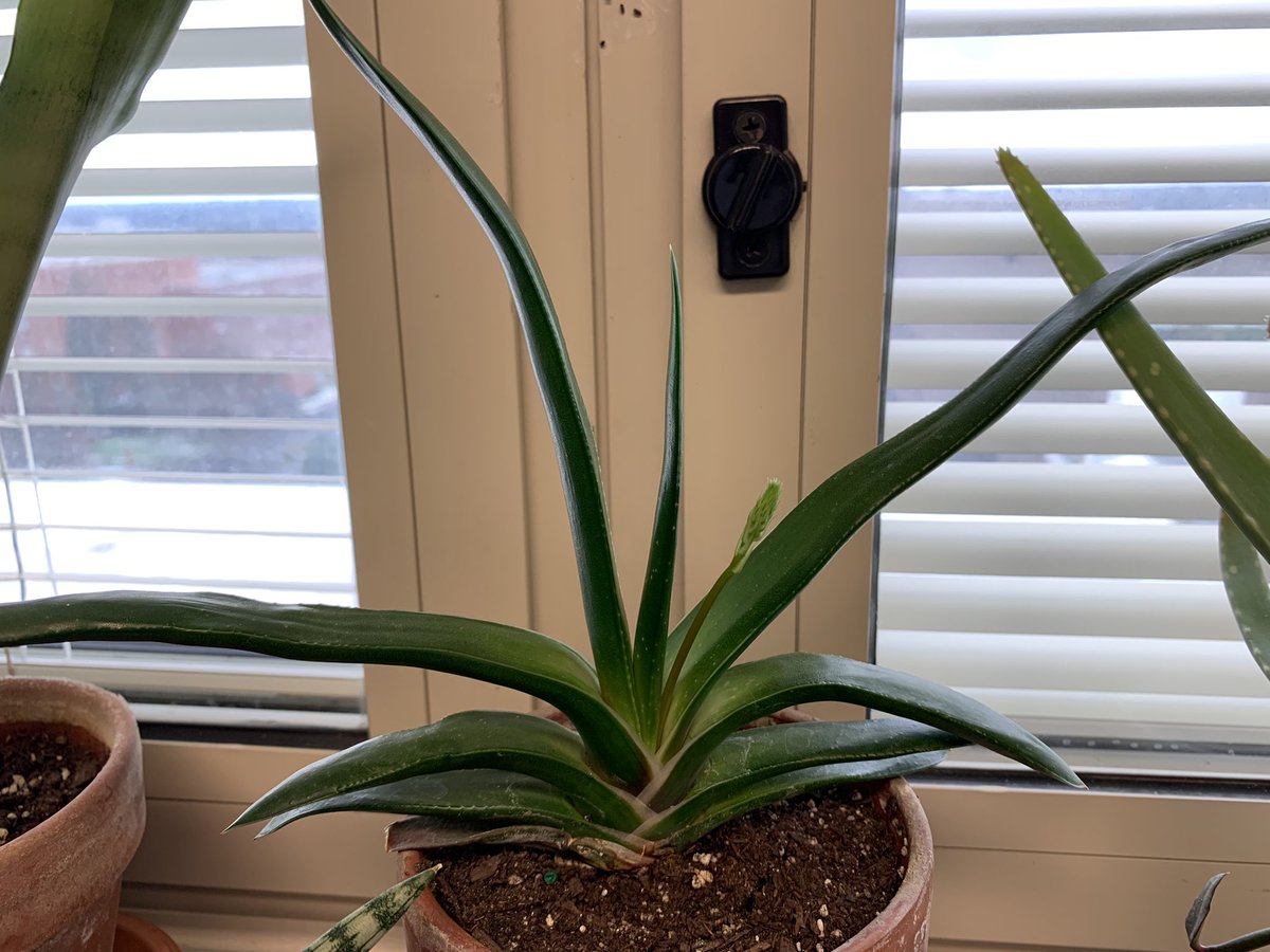 #houseplanthour Another flower stalk alert! I think this one is a Gasteria…