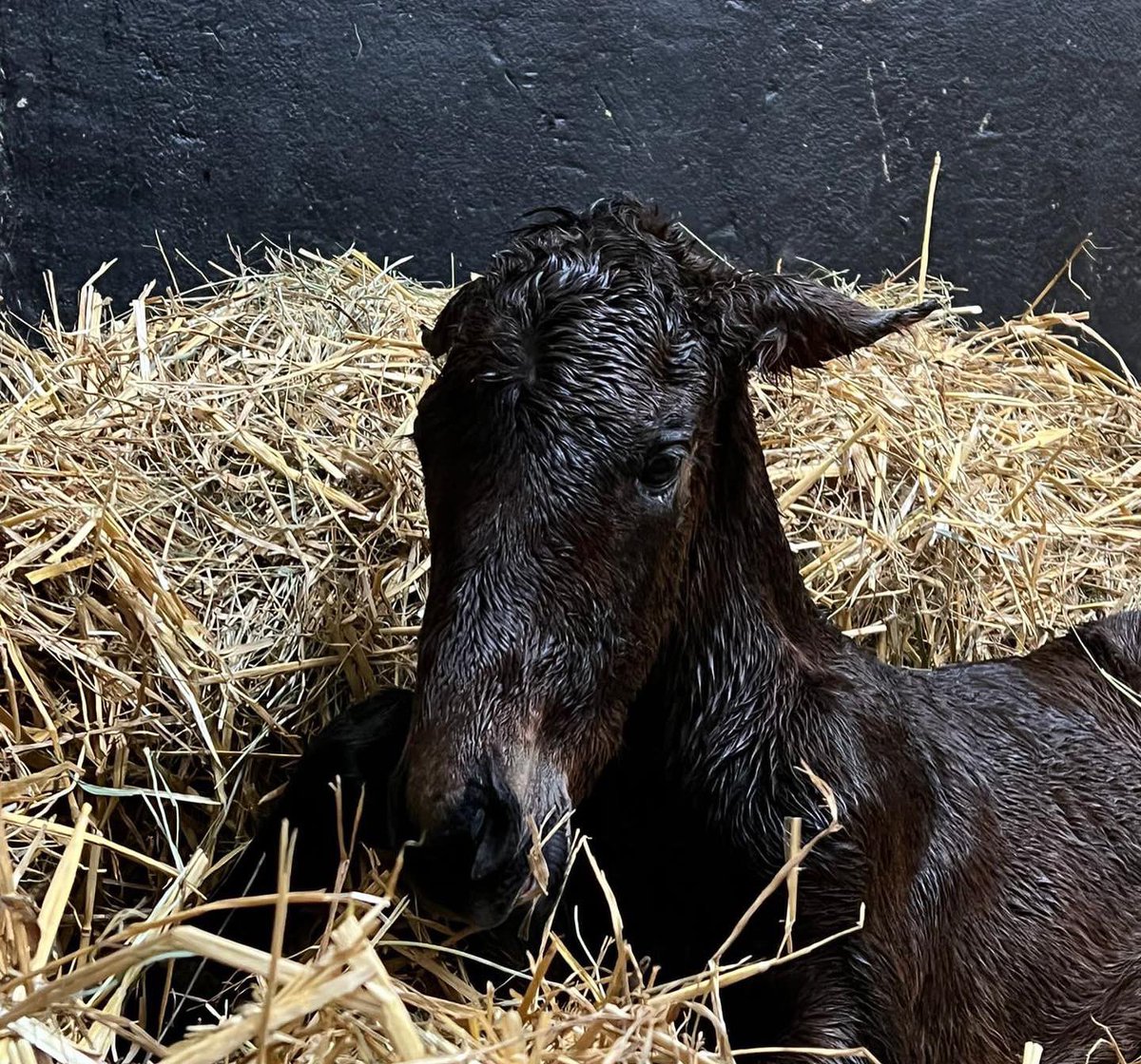 HarasOmbreville's tweet photo. 🌹𝗪𝗛𝗢 𝗥𝗨𝗡 𝗧𝗛𝗘 𝗪𝗢𝗥𝗟𝗗🌹

🎀 Welcome to baby 𝟯𝟭 : a strong filly by @DarleyStallions 𝙋𝙄𝙉𝘼𝙏𝙐𝘽𝙊 out of a mare by LANDO 🎀

👑𝙎𝙩𝙖𝙡𝙡𝙞𝙤𝙣 2022 : @Haras_d_Etreham 𝙋𝙀𝙍𝙎𝙄𝘼𝙉 𝙆𝙄𝙉𝙂👑

@FoalPhotos 
@Jour_de_Galop 
@bloodstocknews 
@rpbloodstock https://t.co/mYofFHCOLb