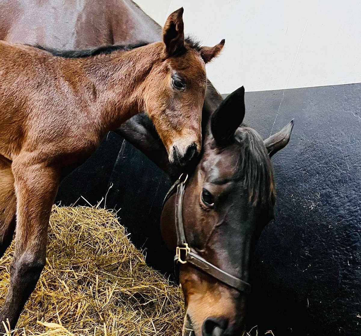 HarasOmbreville's tweet photo. 🌹𝗪𝗛𝗢 𝗥𝗨𝗡 𝗧𝗛𝗘 𝗪𝗢𝗥𝗟𝗗🌹

🎀 Welcome to baby 𝟯𝟭 : a strong filly by @DarleyStallions 𝙋𝙄𝙉𝘼𝙏𝙐𝘽𝙊 out of a mare by LANDO 🎀

👑𝙎𝙩𝙖𝙡𝙡𝙞𝙤𝙣 2022 : @Haras_d_Etreham 𝙋𝙀𝙍𝙎𝙄𝘼𝙉 𝙆𝙄𝙉𝙂👑

@FoalPhotos 
@Jour_de_Galop 
@bloodstocknews 
@rpbloodstock https://t.co/mYofFHCOLb
