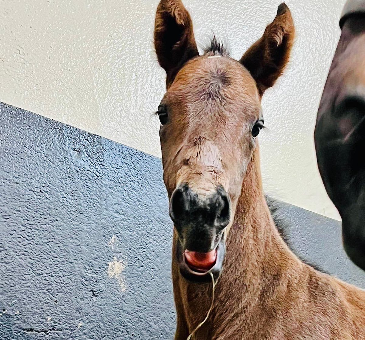 HarasOmbreville's tweet photo. 🌹𝗪𝗛𝗢 𝗥𝗨𝗡 𝗧𝗛𝗘 𝗪𝗢𝗥𝗟𝗗🌹

🎀 Welcome to baby 𝟯𝟭 : a strong filly by @DarleyStallions 𝙋𝙄𝙉𝘼𝙏𝙐𝘽𝙊 out of a mare by LANDO 🎀

👑𝙎𝙩𝙖𝙡𝙡𝙞𝙤𝙣 2022 : @Haras_d_Etreham 𝙋𝙀𝙍𝙎𝙄𝘼𝙉 𝙆𝙄𝙉𝙂👑

@FoalPhotos 
@Jour_de_Galop 
@bloodstocknews 
@rpbloodstock https://t.co/mYofFHCOLb