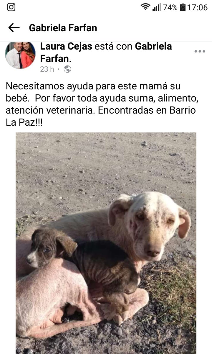 ApanSalta's tweet photo. @GobCiudadSalta @RomeroBettina @luchyveterin por las castraciones insuficientes casos como este se multiplican! Hay mas abandono, maltrato y crueldas animal!! https://t.co/xjYjxSDL34