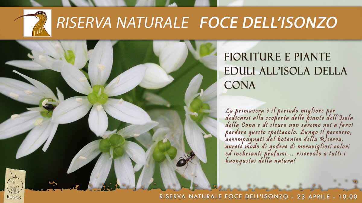 FoceIsonzo's tweet photo. La primavera è il periodo migliore per dedicarsi alla scoperta delle piante dell'Isola della Cona. Lungo il percorso avrete modo di godere di meravigliosi colori ed inebrianti profumi… riservato a tutti i buongustai della natura!

Info➡️https://t.co/F0kdnQtDdW https://t.co/V8YCUuxQOI