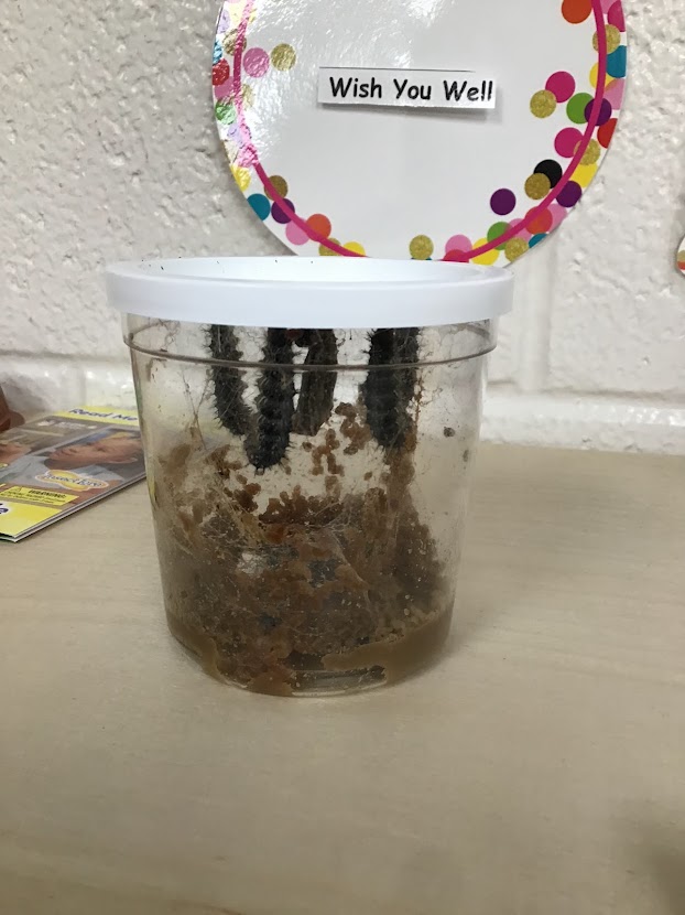 Caterpillars made there way into the preschool room last week. We are loving watching the caterpillars grow and change. Yesterday and today they have been making their chrysalis. #EHES