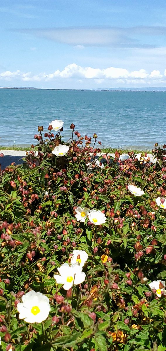 coastpac2's tweet image. #nature #NatureBeauty #Flowers #Colors #sea #cloud #sky #spring #photo #photography