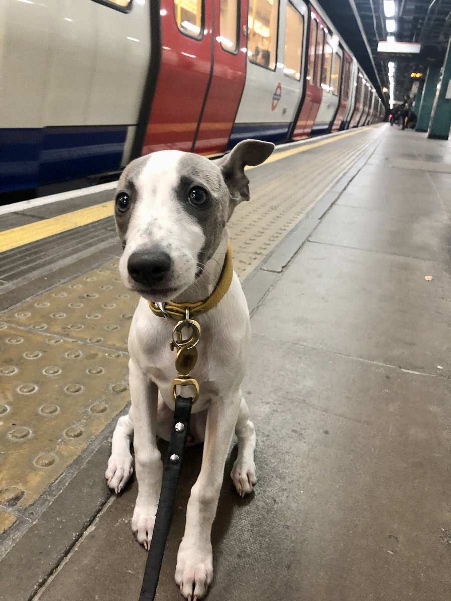 Kate SLT tweet media