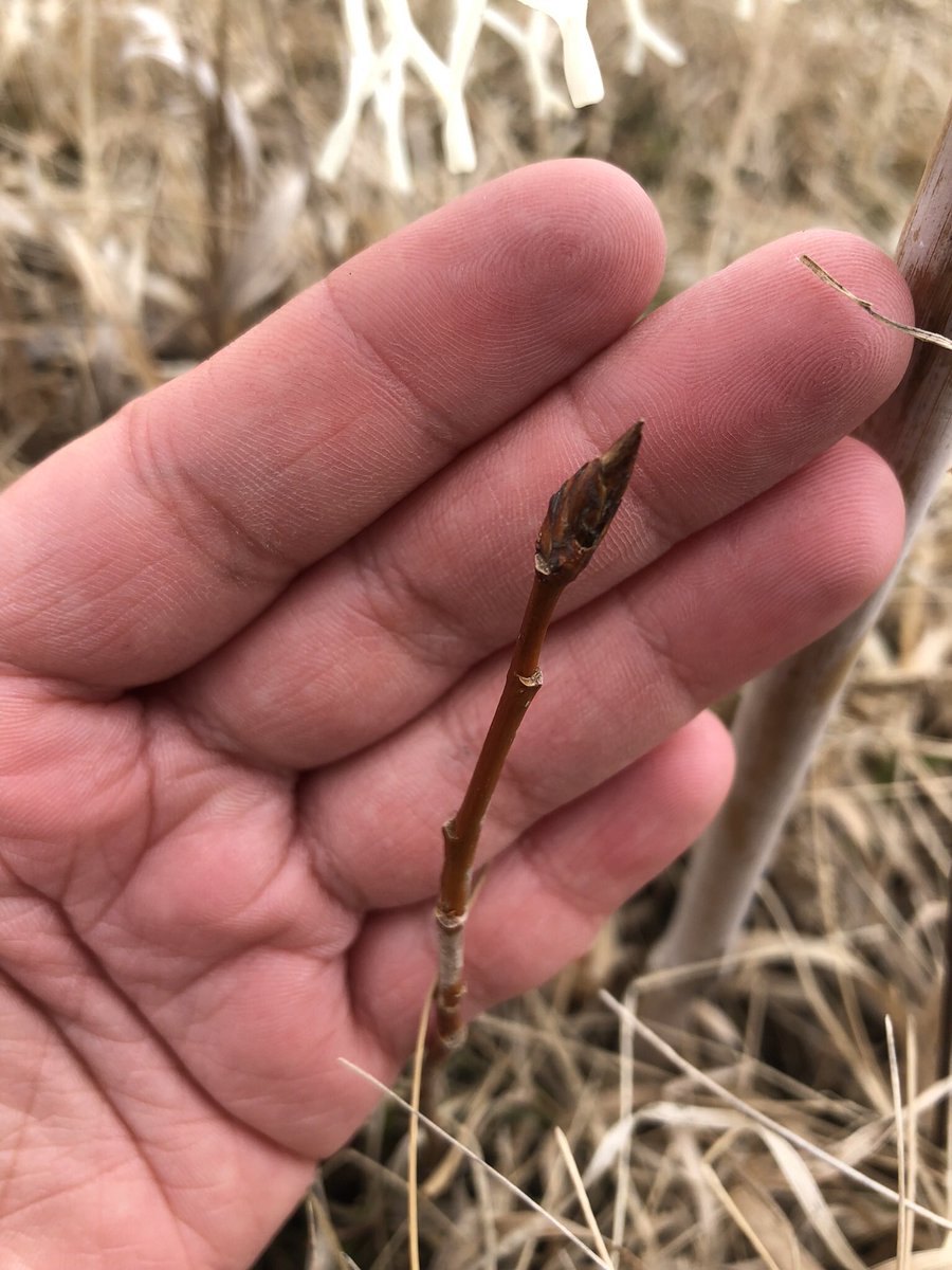 JessLindstrom2's tweet photo. @DavidBLowry @jilla_hamilton @LaskyJR @mw_kulbaba @WSUTFRECPhysiol @disequilibber @nora_flora10 @jasonaholliday @Fischer_DG @CarriLeRoy We’re getting there in ND- still pretty cold though 🥶 https://t.co/BQKf1r6BNT