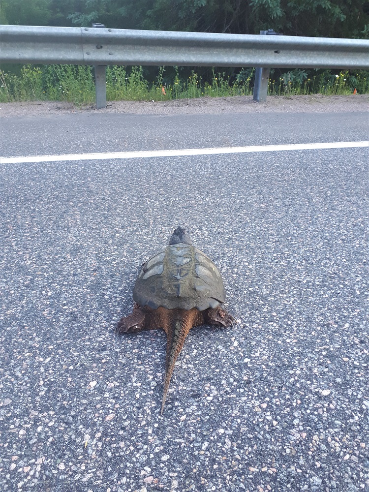 If you see a turtle crossing the road, you can help it by carefully picking up by the rear of the shell (never the tail) and moving it across the road.

Always bring it in the direction it was travelling; they know where they're going.