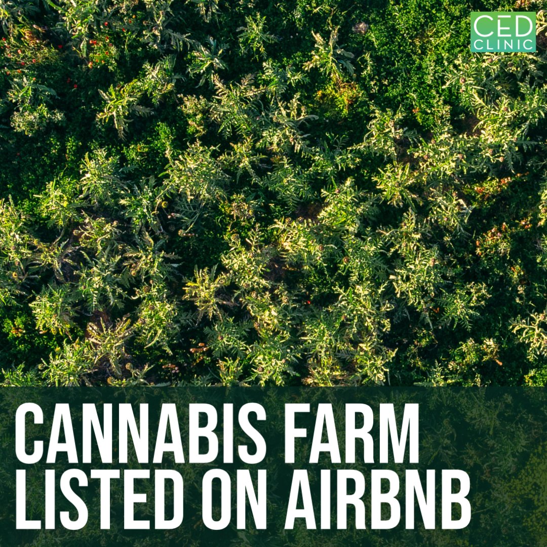 drcaplan's tweet photo. In California, there’s now an Airbnb listed for rent that's a fully equipped cannabis farm! The stay includes ​the chance to learn regenerative farming practices, prepare infused meals, and make hemp products.

Would you stay the night here?

#cannabislifestyle #cannabisnews https://t.co/iXLanQWzgh