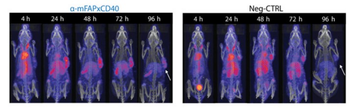 CIR_AACR's tweet photo. #ICYMI: A Multispecific Anti-CD40 DARPin Construct Induces Tumor-Selective CD40 Activation and Tumor Regression by Rigamonti et al.
https://t.co/BPtoeE7RH4
@AbdelmotalebO https://t.co/2ZUGF0ZvIg