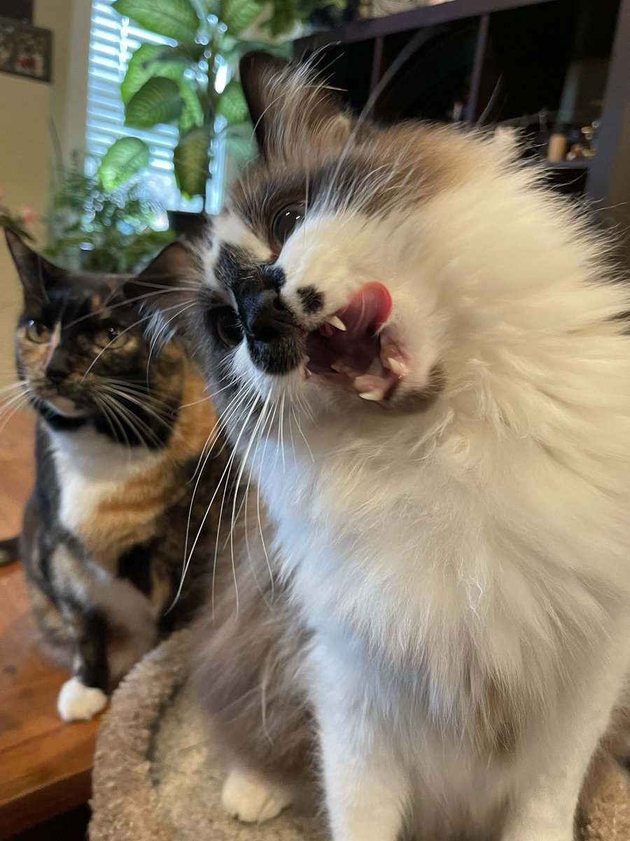Andrea56822453's tweet photo. #PhotoChallenge2022April
Day 20: Hanging out 
I just love hanging out and goofing off with my sisfur Kevy! 
#TongueOutTuesday #TunaTuesday #CatsOfTwitter #cats https://t.co/DvTAJtitO6