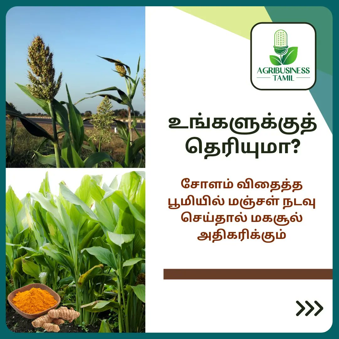 AgribusinessTa1's tweet photo. உழவர்களின் அனுபவ அறிவு - மகசூலை அதிகரிக்கும் நுட்பம்
#farmerknowledge #farmerexperience #cropspecifictechnology #agriexperience #farmknowledge #highyielding #yieldincrease #cropselection https://t.co/XEndUCV6gJ