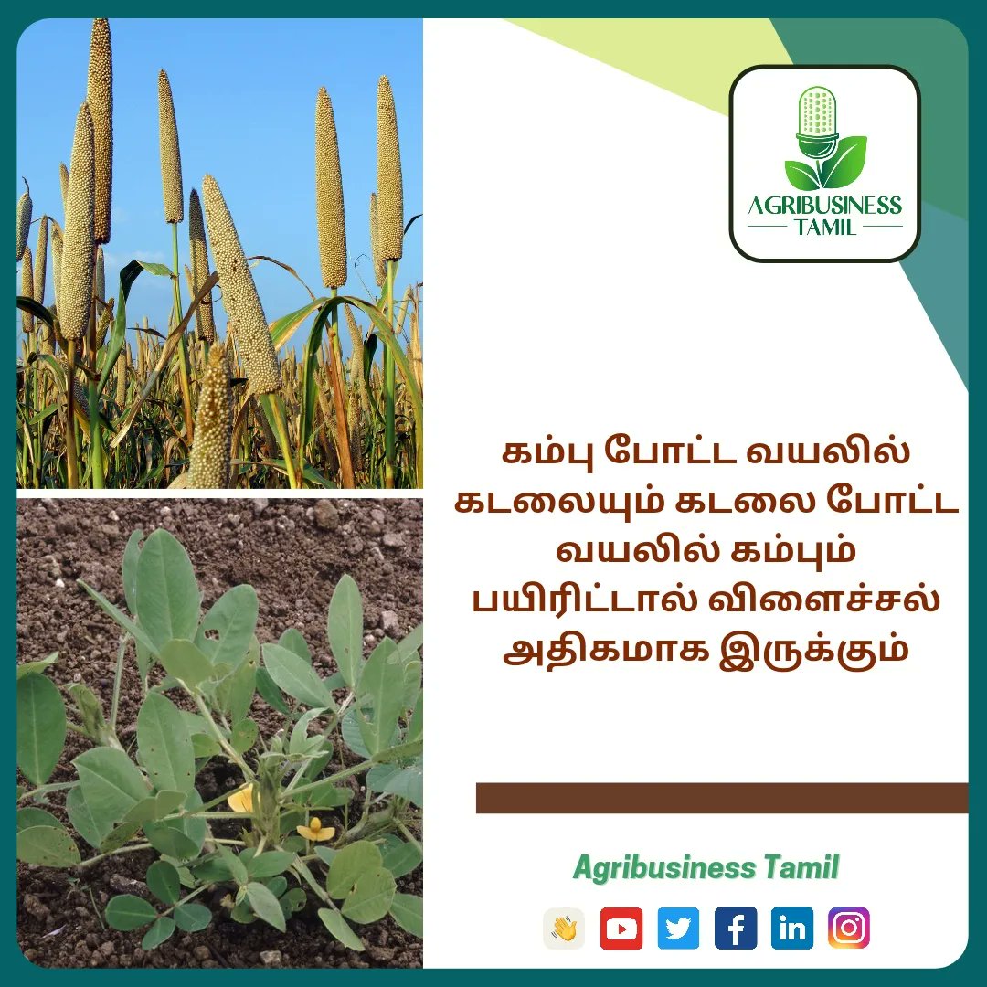 AgribusinessTa1's tweet photo. உழவர்களின் அனுபவ அறிவு - மகசூலை அதிகரிக்கும் நுட்பம்
#farmerknowledge #farmerexperience #cropspecifictechnology #agriexperience #farmknowledge #highyielding #yieldincrease #cropselection https://t.co/XEndUCV6gJ