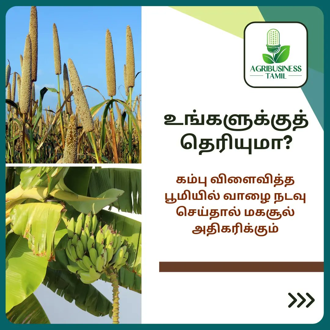 AgribusinessTa1's tweet photo. உழவர்களின் அனுபவ அறிவு - மகசூலை அதிகரிக்கும் நுட்பம்
#farmerknowledge #farmerexperience #cropspecifictechnology #agriexperience #farmknowledge #highyielding #yieldincrease #cropselection https://t.co/XEndUCV6gJ