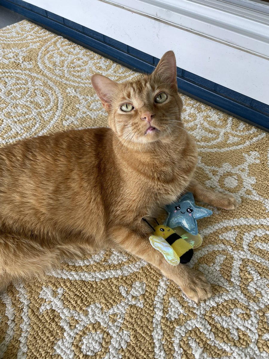 mcgeeforrestcat's tweet photo. it's my 10th birthday today ! 🧡 https://t.co/iDsRofXOqq