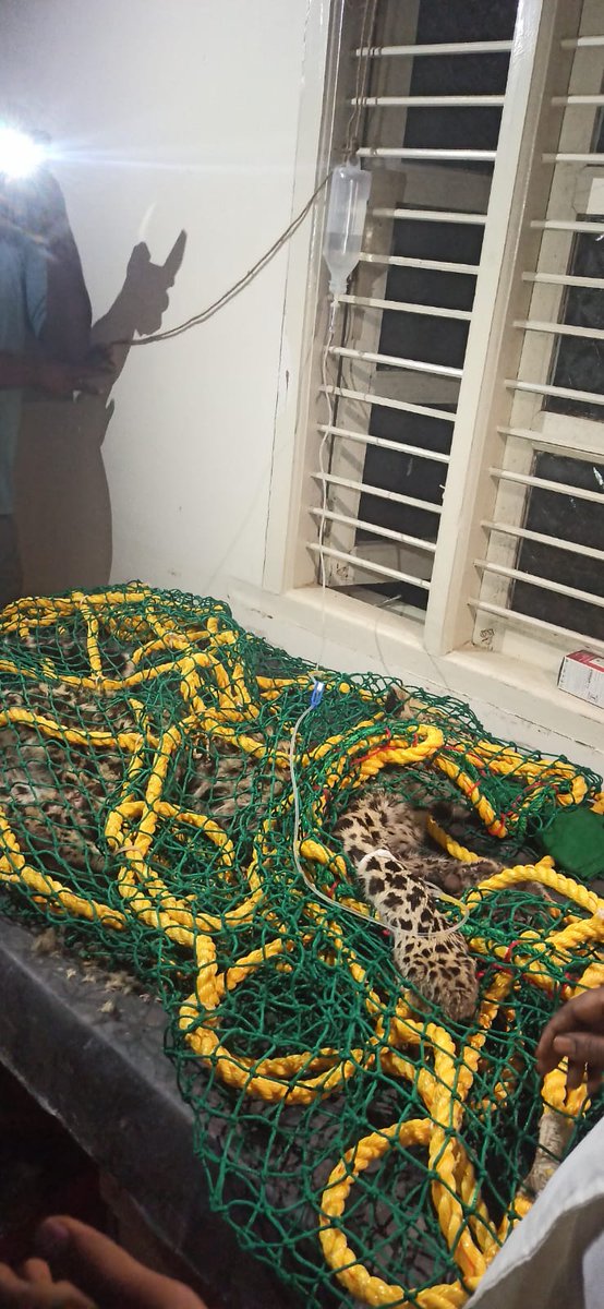 AHVS_Karnataka's tweet image. At #Chikkaballapur district Gudibande taluk, Leopard  aged around 1year was dehydrated due to #Enteritis and treated successfully.
#Leopard🐆 #treatment