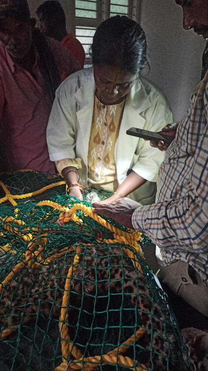 AHVS_Karnataka's tweet image. At #Chikkaballapur district Gudibande taluk, Leopard  aged around 1year was dehydrated due to #Enteritis and treated successfully.
#Leopard🐆 #treatment