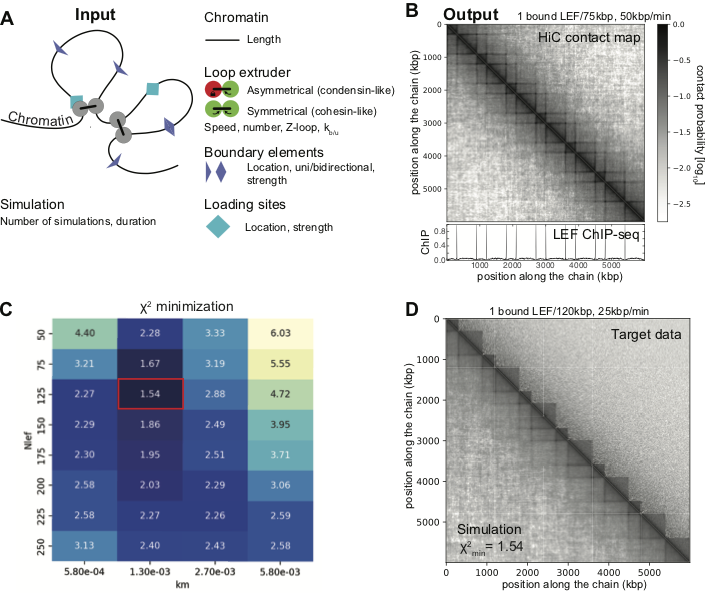 djost_physbiol's tweet photo. New preprint in collaboration with @peter_meister 's lab. Great job @todorgitchev 👏.
3DPolyS-LE: an accessible simulation framework to model the interplay between chromatin and loop extrusion.  https://t.co/P1BDAfhdIp 
#3DGenome aficionados, please try it and send us feedback ! https://t.co/C5iCpiZ3xh