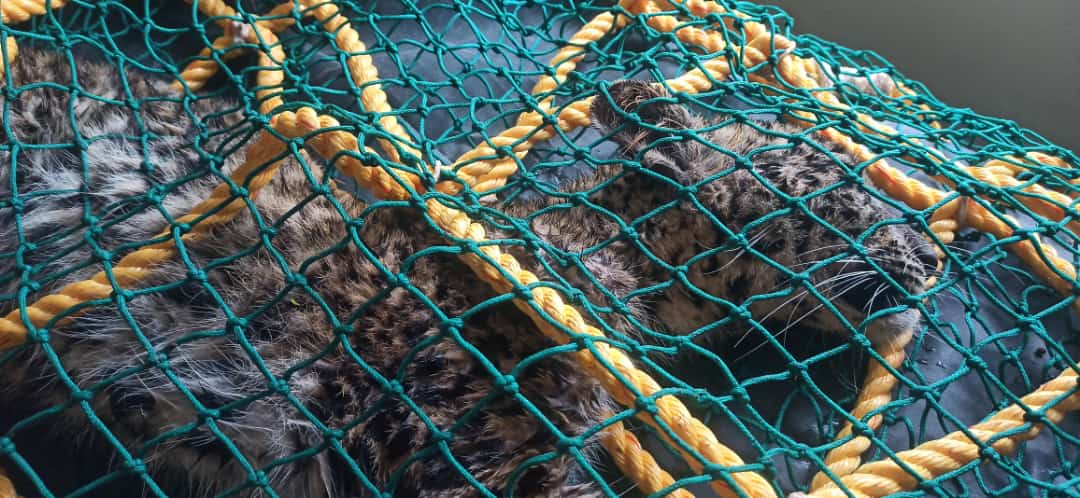 AHVS_Karnataka's tweet image. At #Chikkaballapur district Gudibande taluk, Leopard  aged around 1year was dehydrated due to #Enteritis and treated successfully.
#Leopard🐆 #treatment