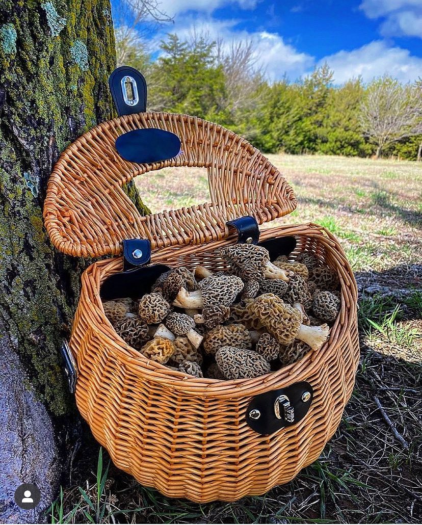 EarthBasket's tweet photo. 🍄Are you ready for mushroom hunting? Get your foraging basket now! ‼️Link in Bio‼️.
.
📷: @destroyingangel1 
.
#motherearthmushroombasket #foragingforfood #springtime #ordernow #morelmushrooms #mushrooms #fungi #vegan #morels #hiking #greatfind #handmade #forestmushrooms https://t.co/aGhSWQ25Q6