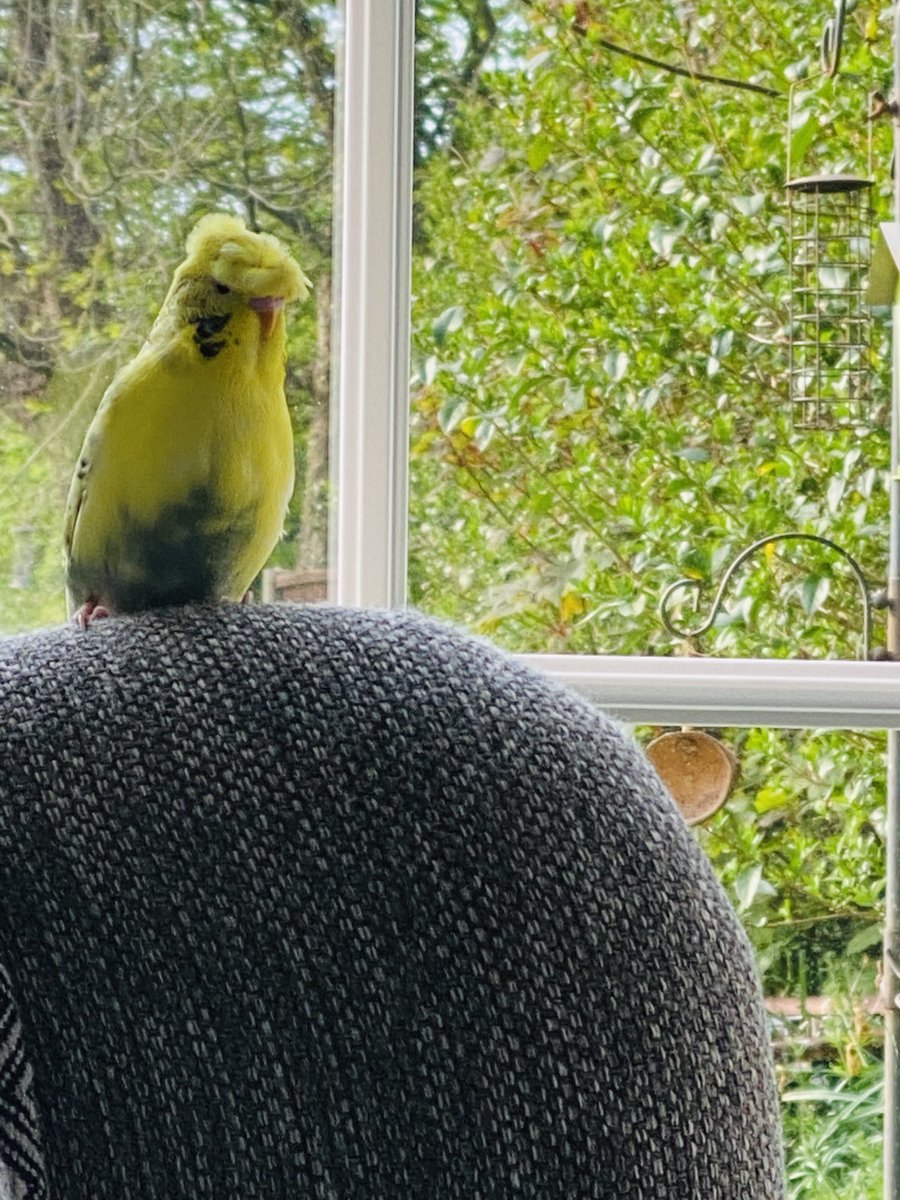 KRimaitis's tweet photo. Love our Gilbert reminds me of indie rock. I think he’s a Gallagher double #alrightmate #budgie https://t.co/RBONpyvXNE