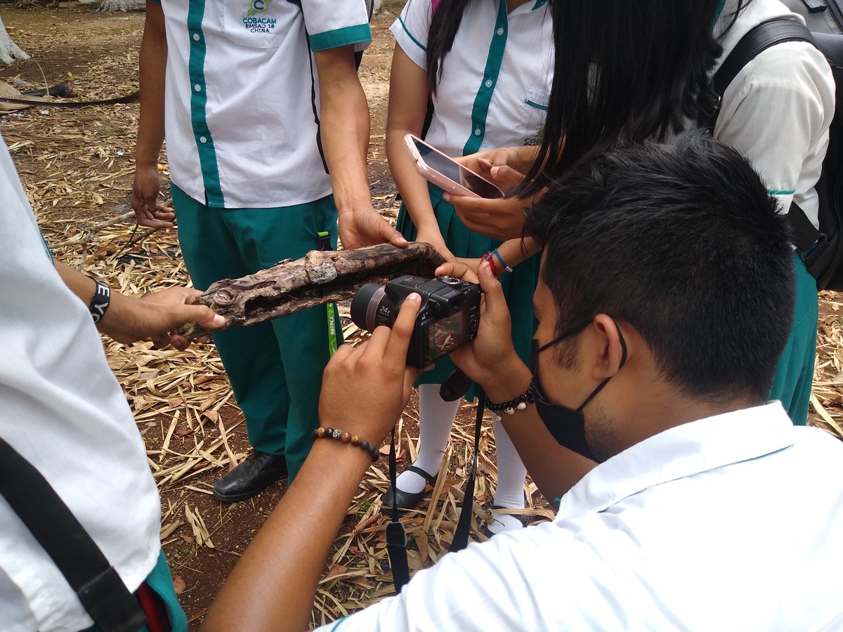 CATIEOficial's tweet photo. Red de jóvenes y mujeres monitores de #biodiversidad en paisajes agropecuarios de Campeche, #México, se fortalece. En abril, #BioPaSOS y sus socios les impartieron cuatro talleres sobre el uso y manejo de la plataforma de monitoreo Naturalista📸🌳🌱🐝🦋➡ https://t.co/XdAuhkYl4E https://t.co/2RWnqfzsFc