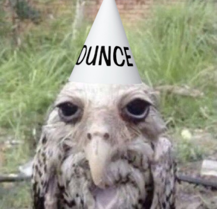 OwlsAndHats's tweet photo. Dunce Owl

#owl #hat #wetowl https://t.co/cV04BfjxhX