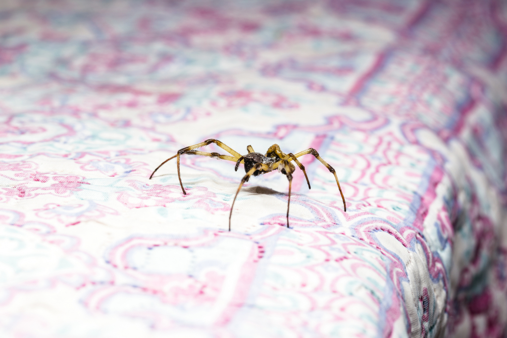BurnsPest's tweet photo. Tired of finding spiders creeping around your home? This blog from Burns Pest has tips on how you can kick them out. https://t.co/nOA0bXtaKK https://t.co/aGZySC77Qq